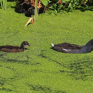 Wild Eurasian common moorhens (Gallinula chloropus chloropus), 2022-08-20