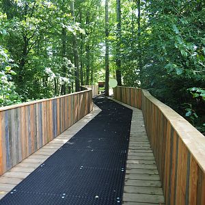 Bridge between the Rainforest and Taiga sections, 2022-08-20