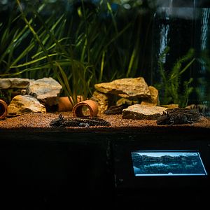 Anderson's Salamander Tank