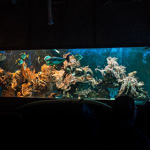 Main saltwater tank
