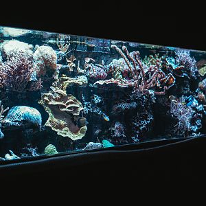 Main reef tank