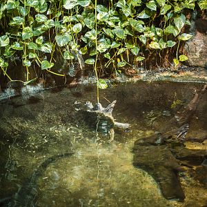 Snapping turtle "fighting" with a leaf