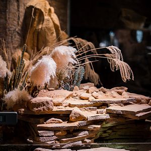 Desert terrarium for Geyr's Spiny-Tailed Lizards