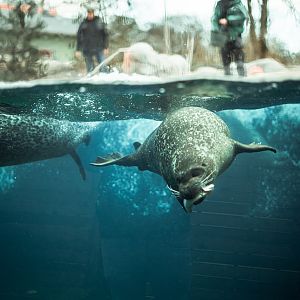 Seal feeding