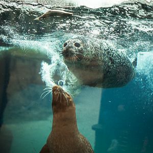 Seal feeding