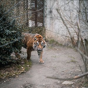 Male Tiger in holding pen