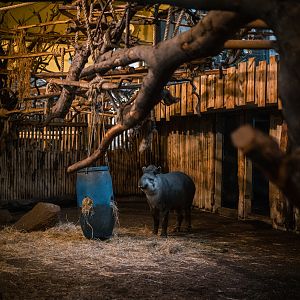 Tapir / Capybara indoor