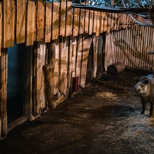 Tapir / Capybara indoor