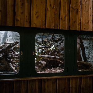 Boa Constrictor Tank