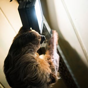 Sloth next to lamp