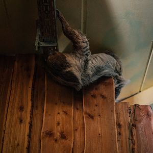 Sloth using the lighting system for climbing