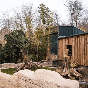 Construction Red Panda / Tufted Deer