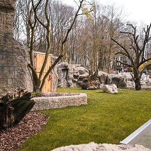 Construction Red Panda / Tufted Deer