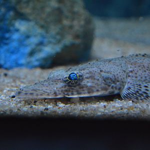 Dogtoothed flathead (Ratabulus megacephalus)