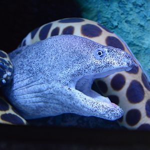 Paintspotted moray (Gymnothorax pictus)