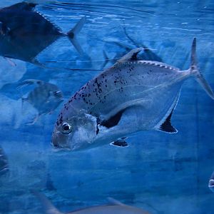 Shadow trevally (Carangoides dinema)