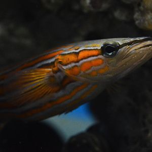 Flathead perch (Rainfordia opercularis)