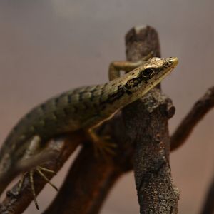 Green-bellied tree skink (Epibator nigrofasciolatus)