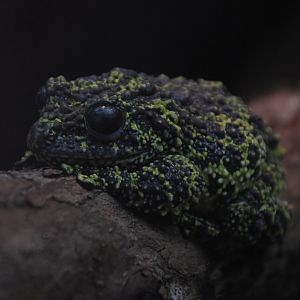 Vietnamese Mossy Frog - The Swamp