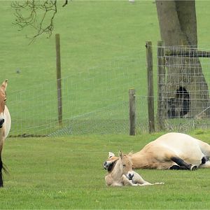 Przewalski's Foal Luunjin Born 13 April 2023
