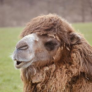 Bactrian Camel - April 2023
