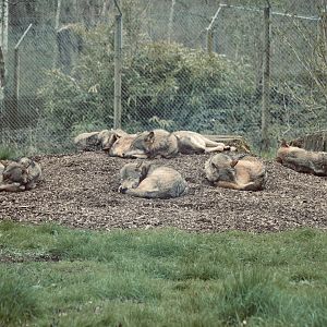 European Grey Wolf - April 2023