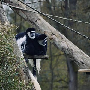 Black and White Colobus - April 2023