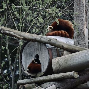 Red Panda - April 2023
