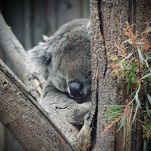 Southern Koala - April 2023