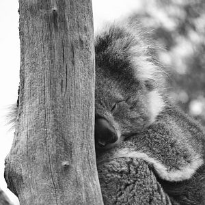 Southern Koala - April 2023