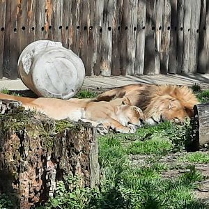 Just Taking a Cat Nap