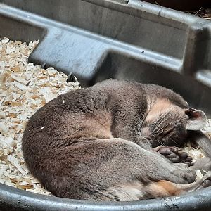 Sleeping Fossa
