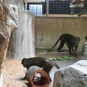 Allen's Swamp Monkey