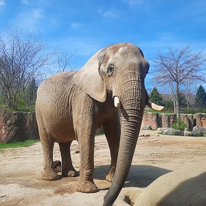 Martika from the Kjope Viewing