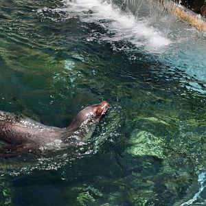 California Sea Lion