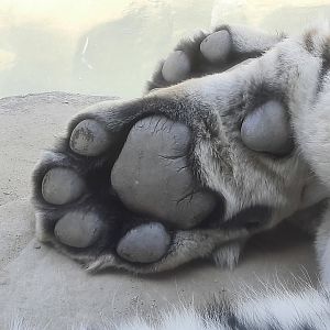 Amur Tiger Paw