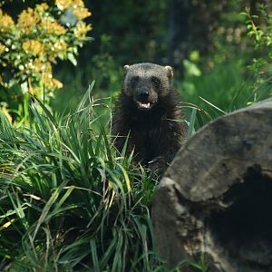 Wolverine (Gulo gulo)