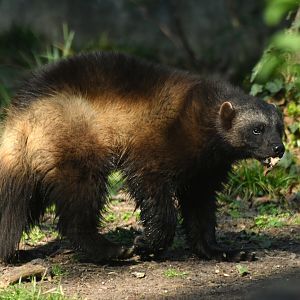Wolverine (Gulo gulo)