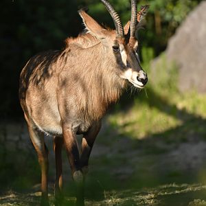 Roan antelope (Hippotragus equinus)