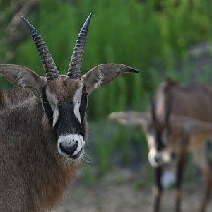 Roan antelope (Hippotragus equinus)