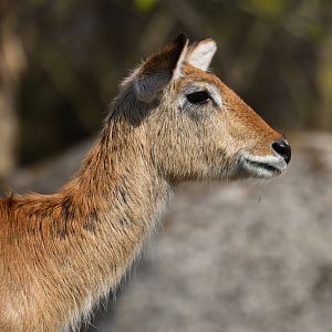 Lechwe (Kobus leche)