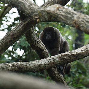 Wooly monkey (Lagothrix lagotricha)