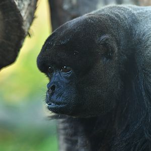 Wooly monkey (Lagothrix lagotricha)