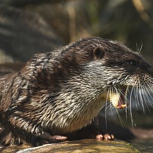 Eurasian otter (Lutra lutra)