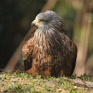 Red kite (Milvus milvus)