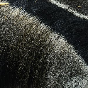 Giant anteater (Myrmecophaga tetradactyla)