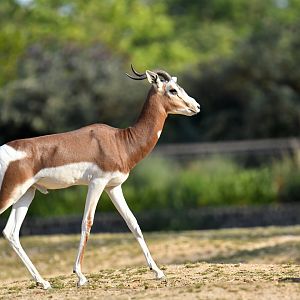Mhorr's gazelle (Nager dama mhorr)