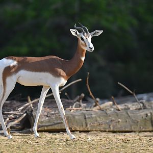 Mhorr's gazelle (Nager dama mhorr)