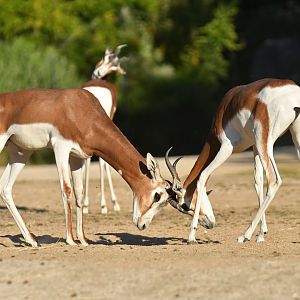 Mhorr's gazelle (Nager dama mhorr)