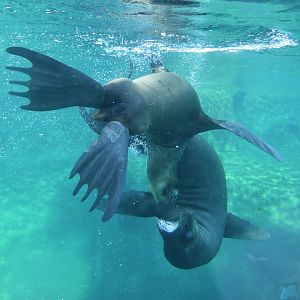 Patagonian sea lion (Otaria byronia)